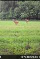 31 Acres N Center Point Road - Photo 12