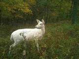  Hendershot Road - Photo 21