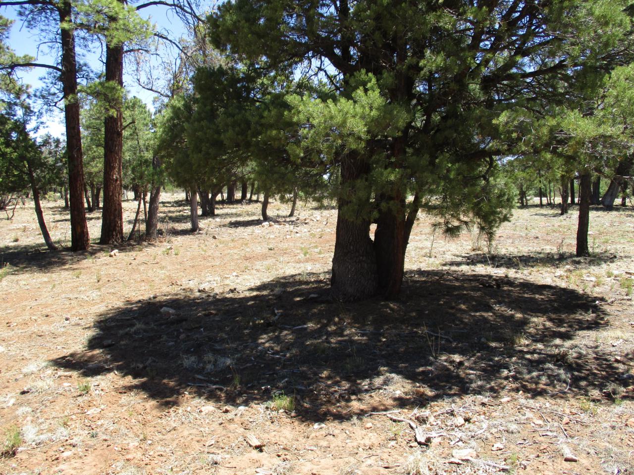 3885 Durango Drive - Photo 1