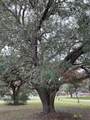 209 Tropical Drive - Photo 13