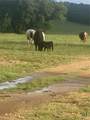 2029 County Road 200 - Photo 5