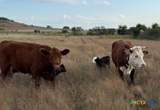 TBD County Road 139 - Photo 10