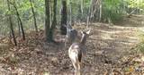 1717 County Road 402 - Photo 29