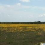0 Highway 77 Tract 68 Wc II - Photo 1