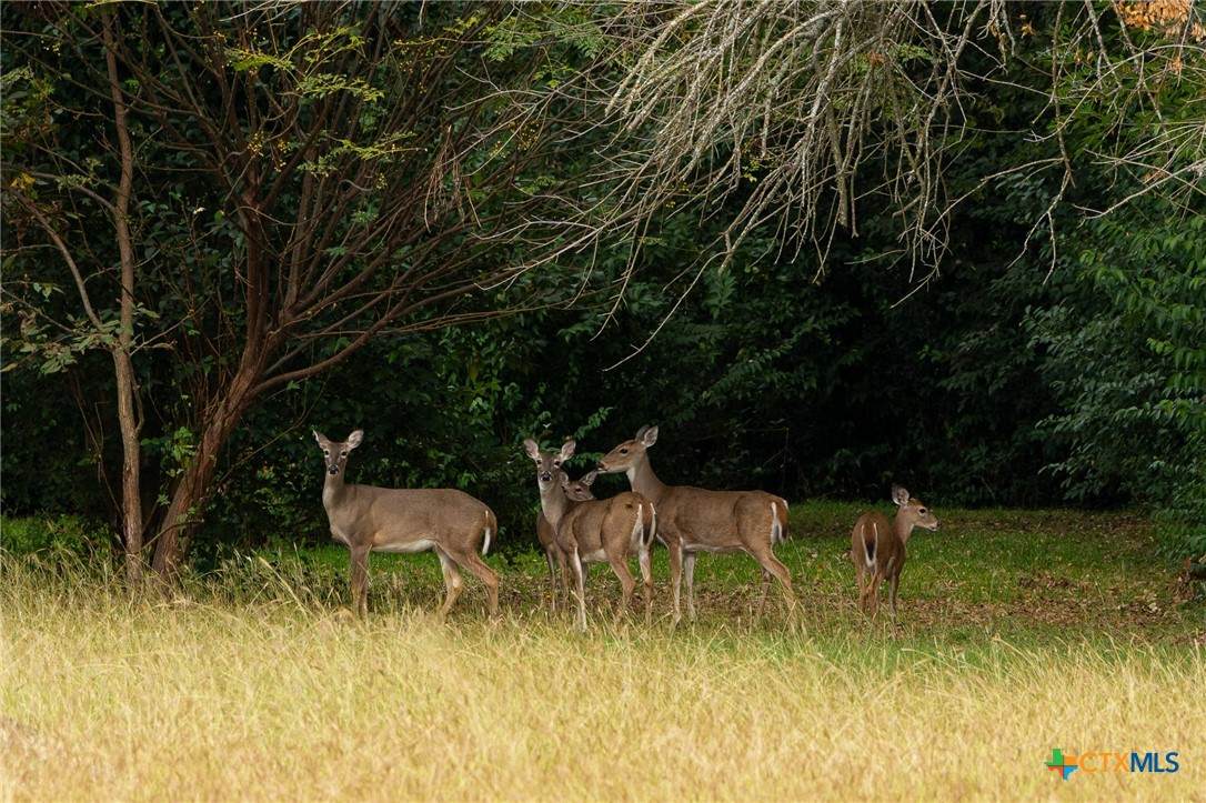 TBD Horseshoe Bend Road - Photo 1