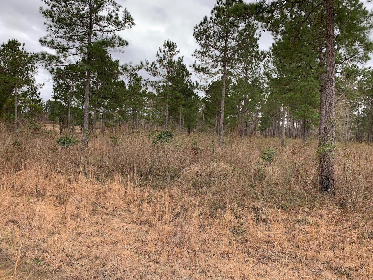 0 Old Camp Lane - Photo 1
