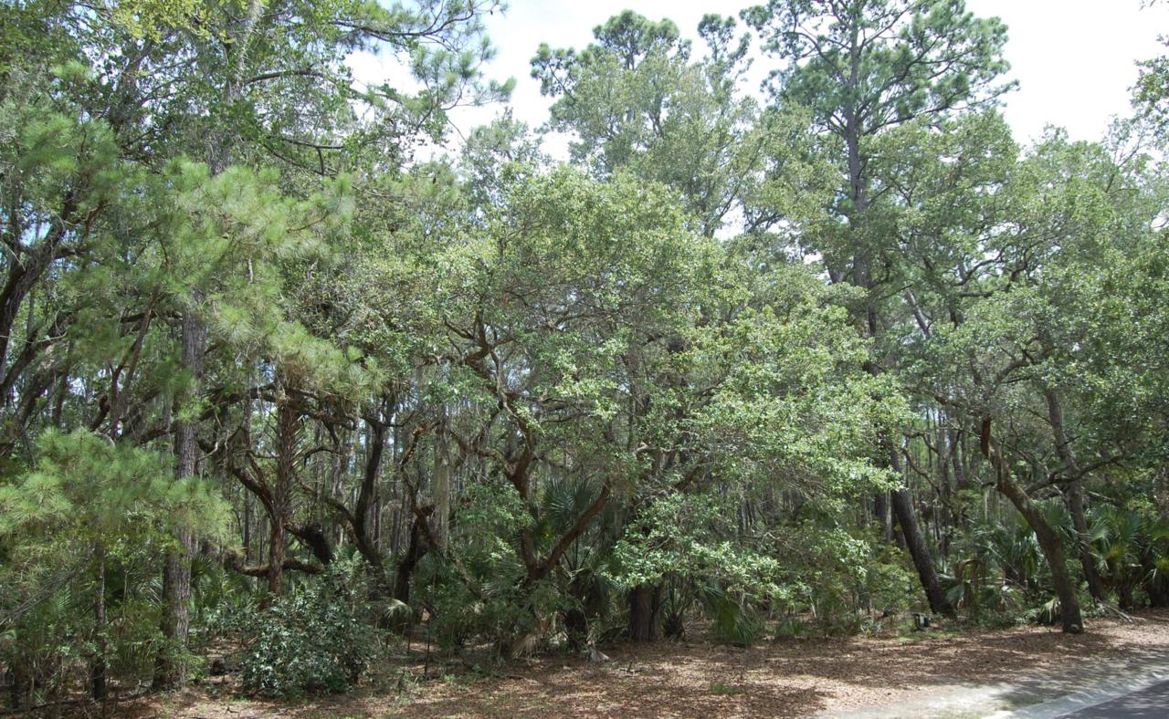 2415 Seabrook Island Road - Photo 1