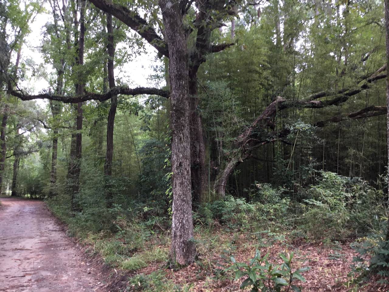Lot 1 Chessey Creek Lane - Photo 1