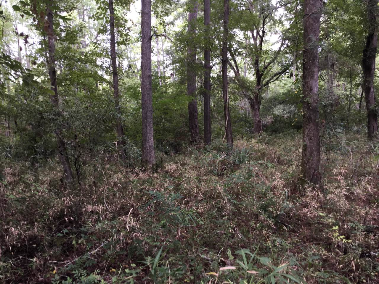 Lot 2 Chessey Creek Lane - Photo 1