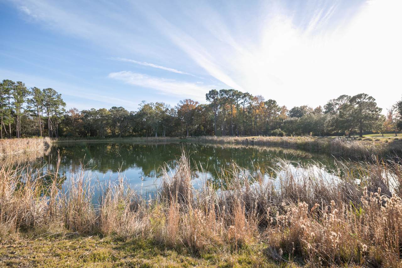 37 A Nesting Egret Drive - Photo 1