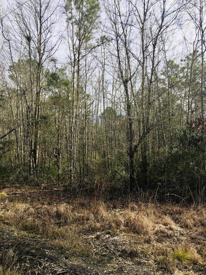 0 Cane Branch Road - Photo 1