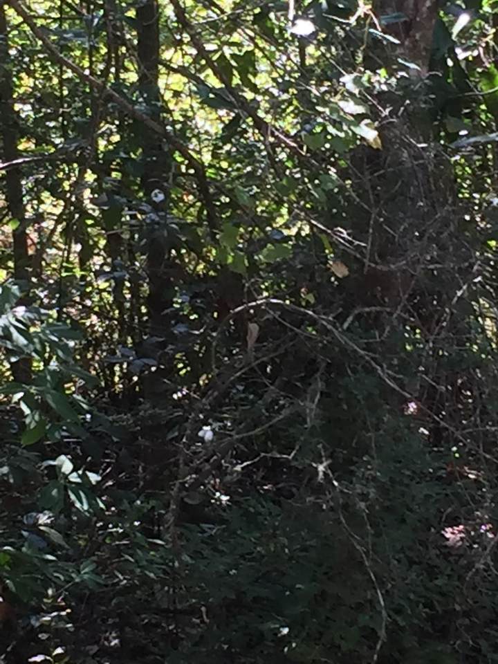 0 Pine Needle Road - Photo 1