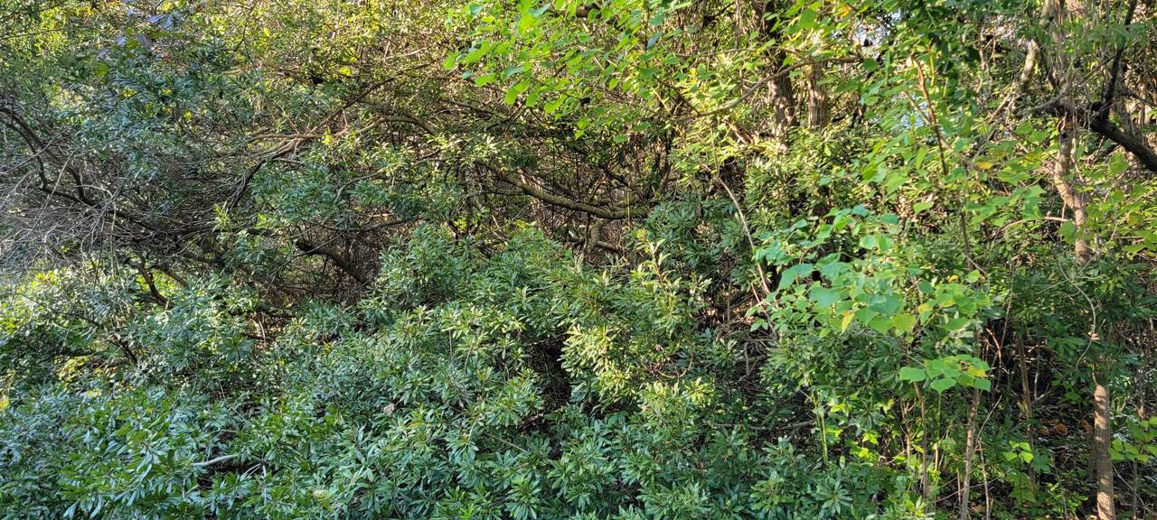 Tract Q Santee River Road - Photo 1