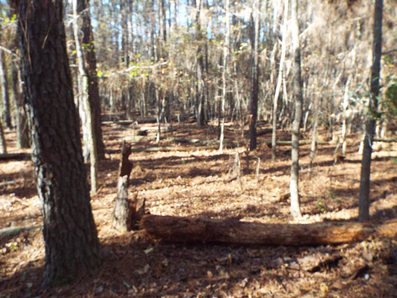 0 Boxwood Road - Photo 1