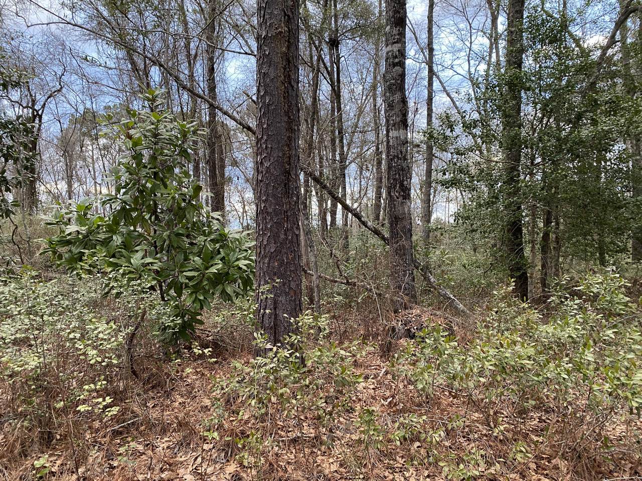 0 Muckenfus Road - Photo 1