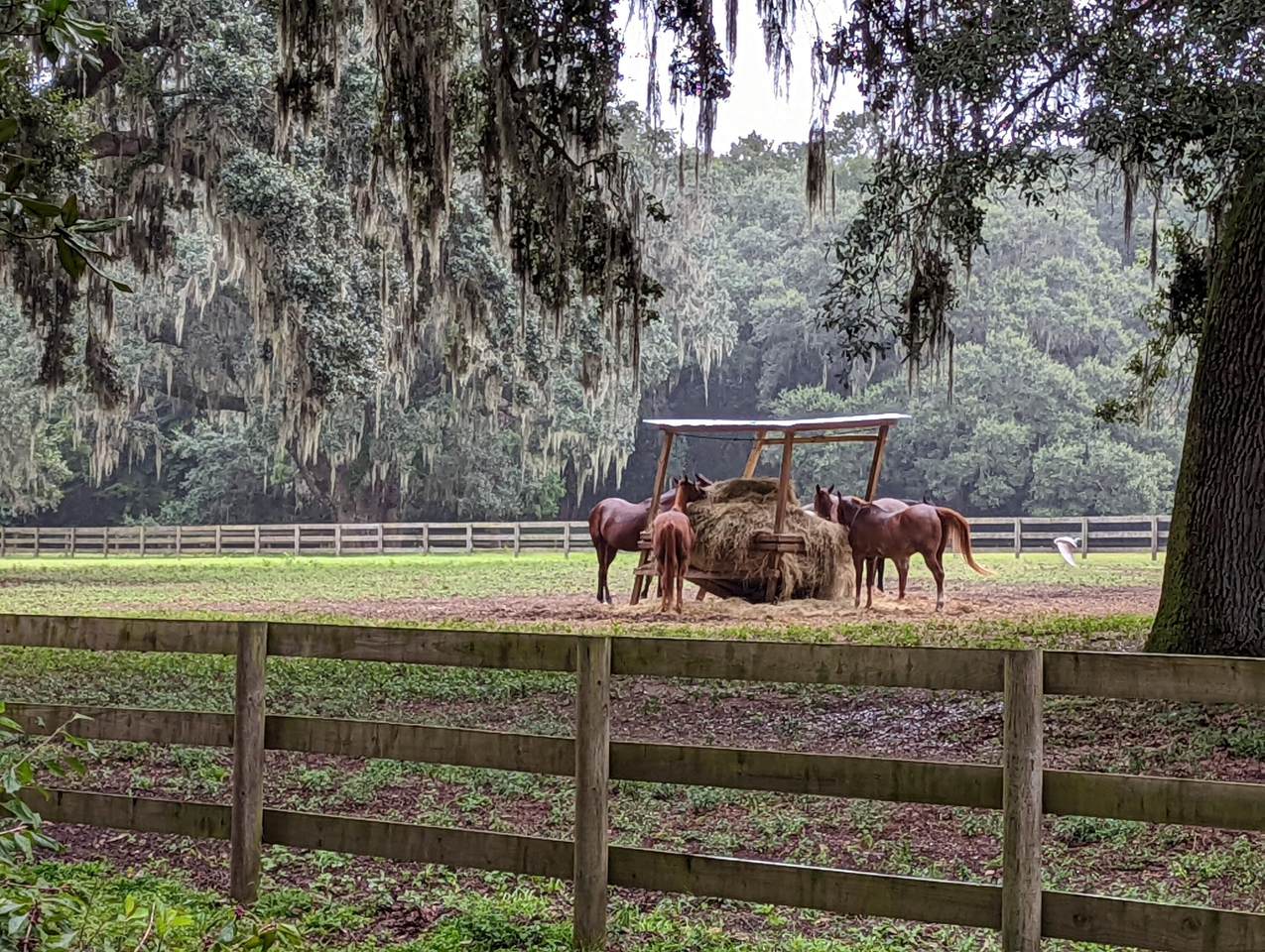 21 Middleton Oaks Road - Photo 1