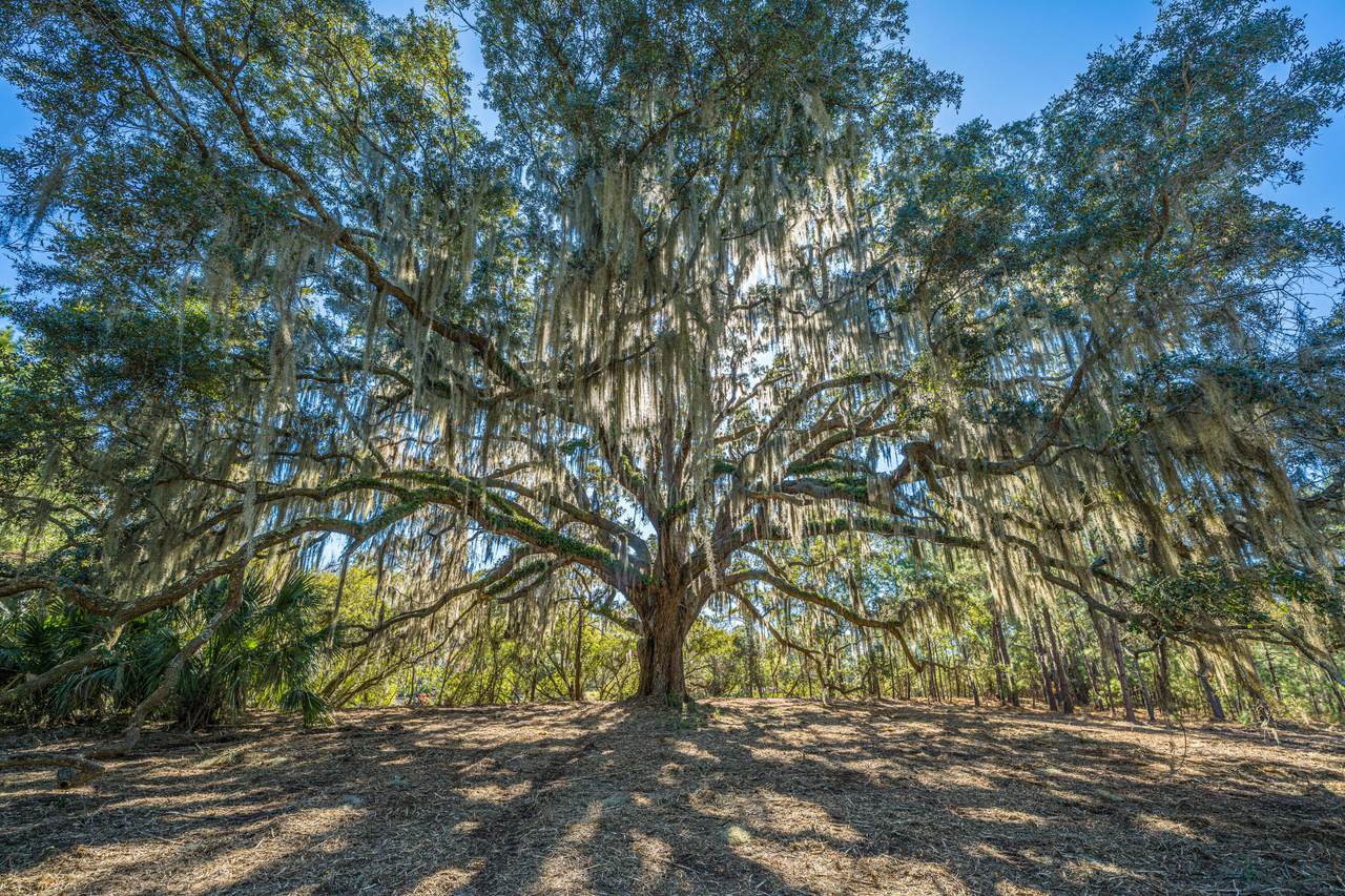 4129 Gnarled Oaks Lane - Photo 1