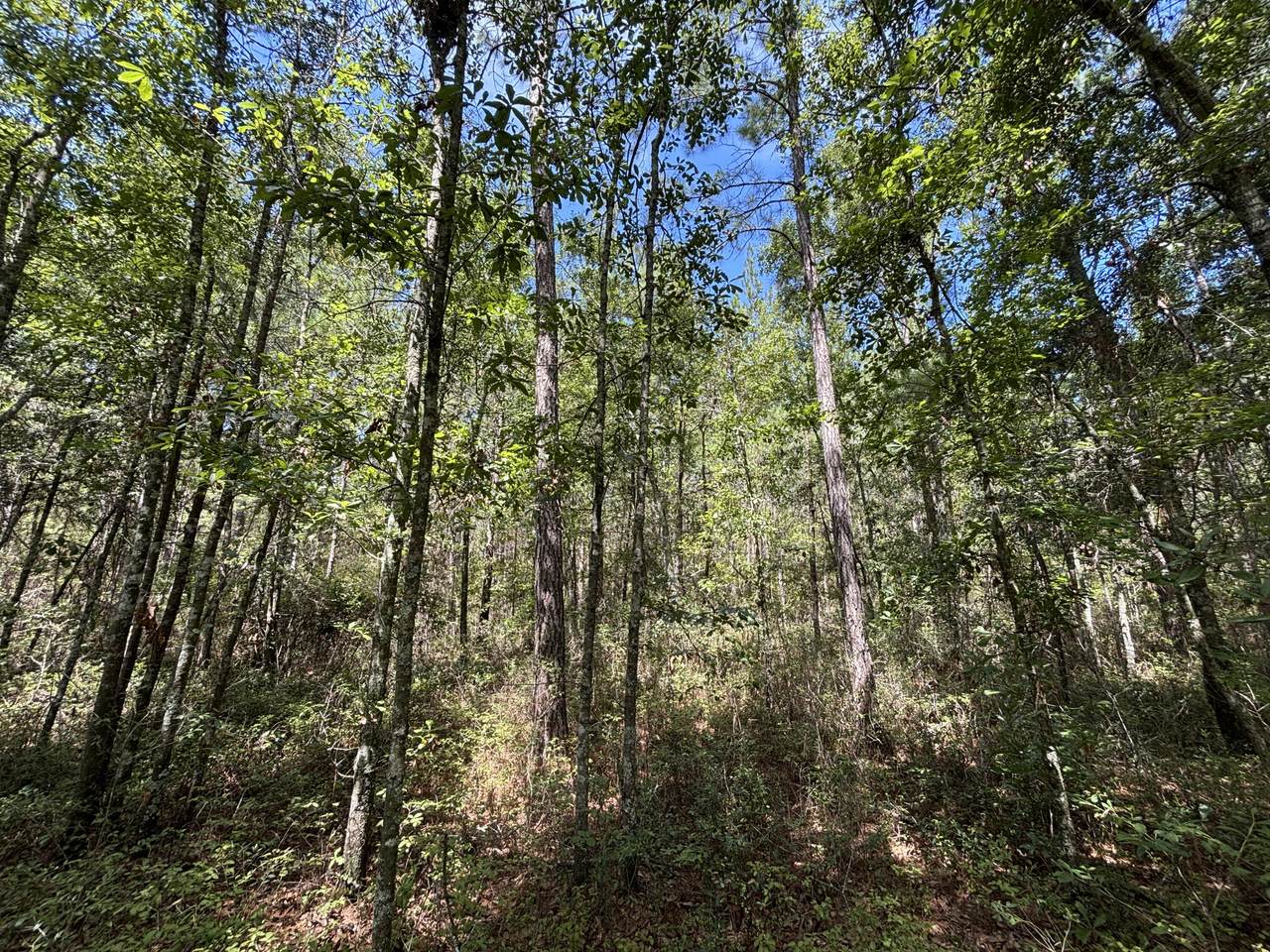 10 Red Oak Road - Photo 1
