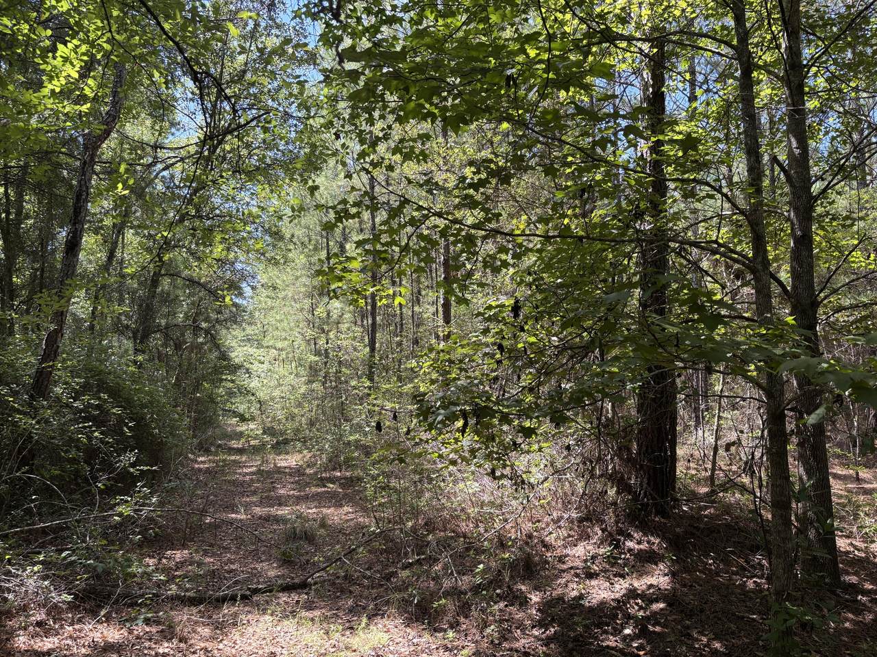 https://bt-photos.global.ssl.fastly.net/charleston/1280_boomver_1_26025611-2.jpg