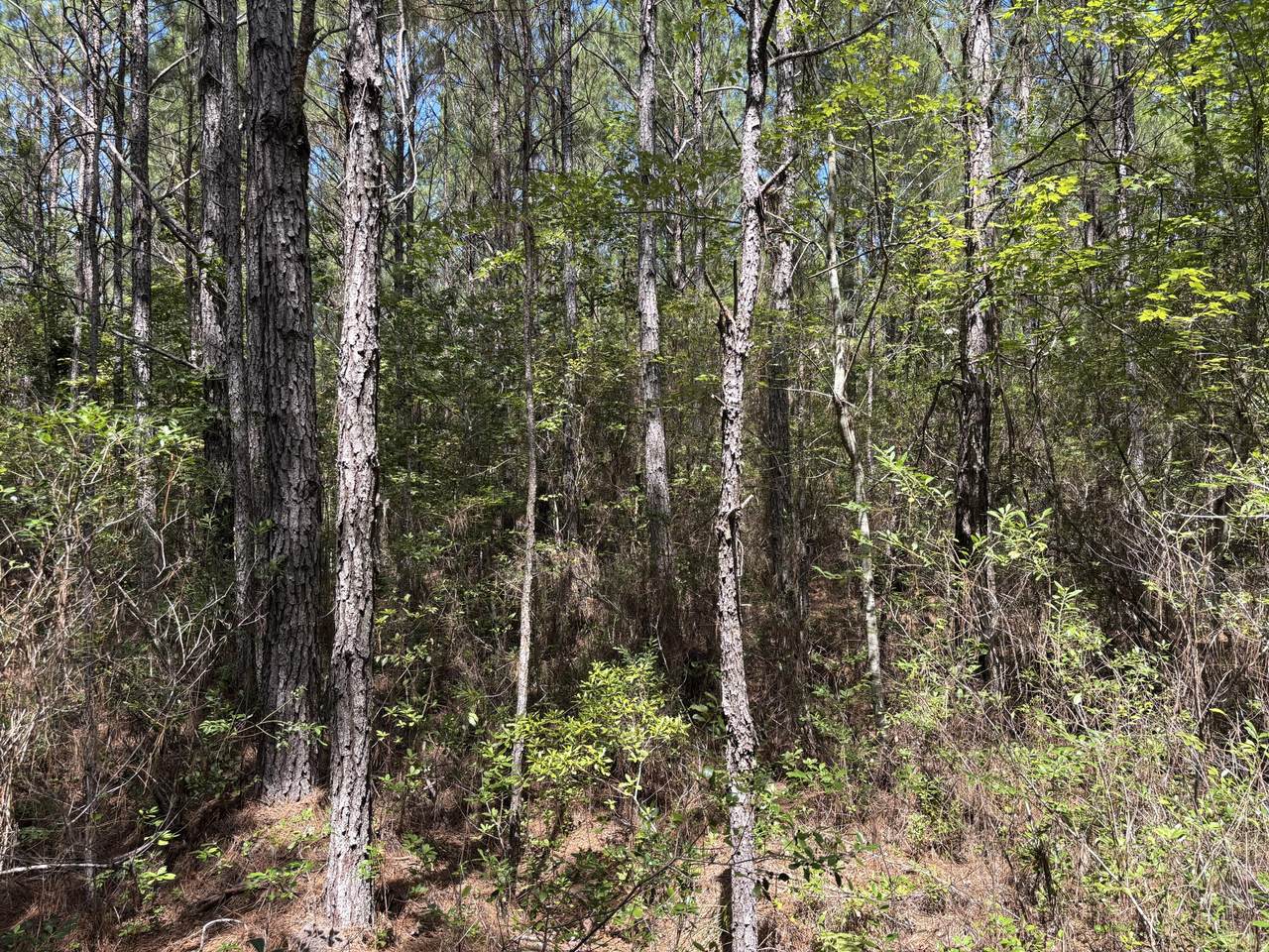 https://bt-photos.global.ssl.fastly.net/charleston/1280_boomver_1_26025611-2.jpg