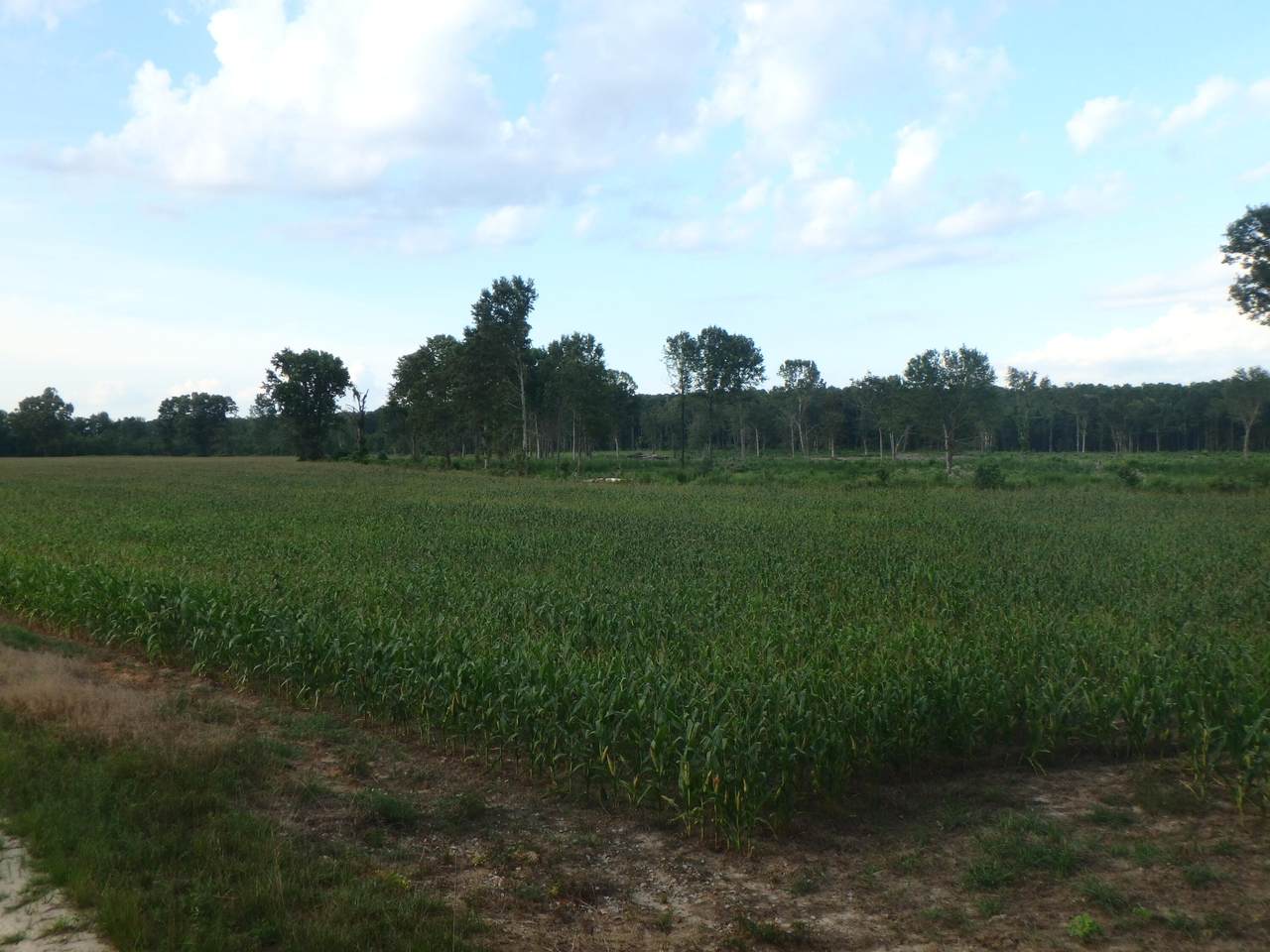 Tbd(A) Woodlawn Lane - Photo 1