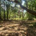 723 Jan Savage Way - Photo 10