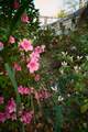 731 Pitt Street - Photo 12