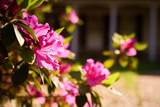 731 Pitt Street - Photo 40