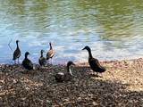 691 Blue Heron - Photo 34