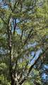 0 Gnarled Oaks Lane - Photo 29