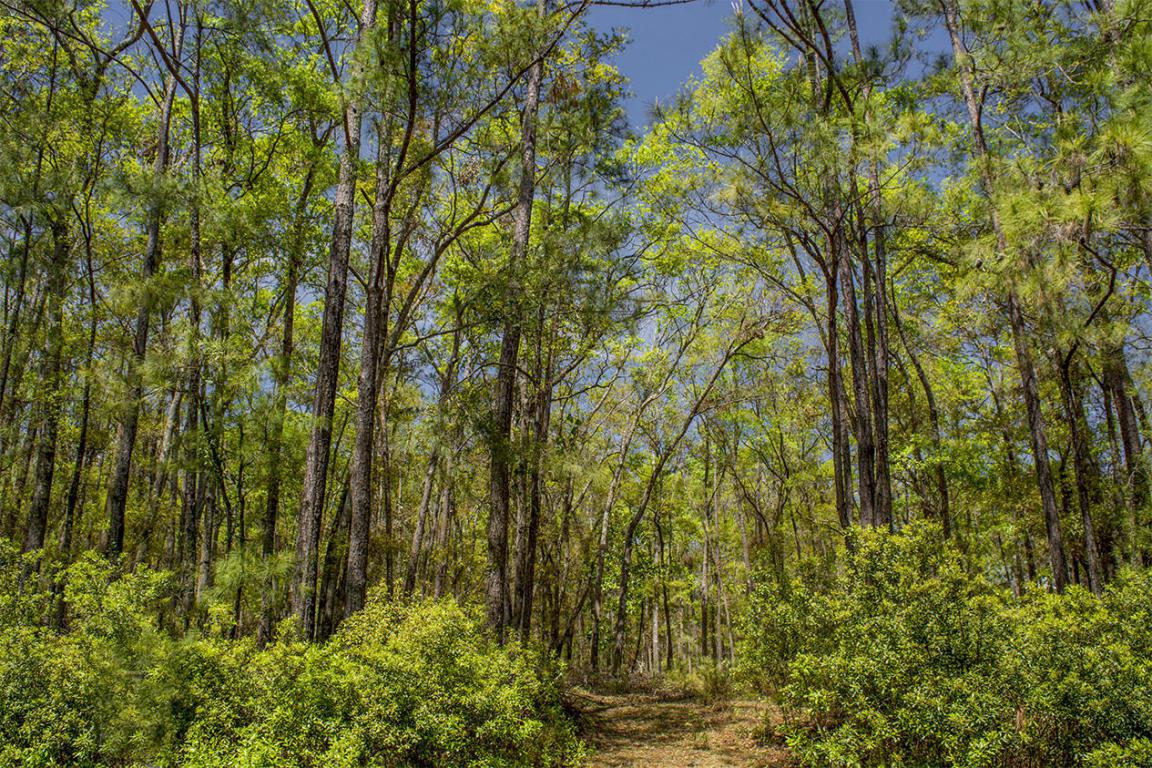 0 Palmetto Road - Photo 1