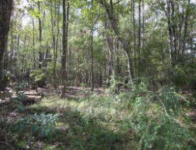0 College Park Road - Photo 1