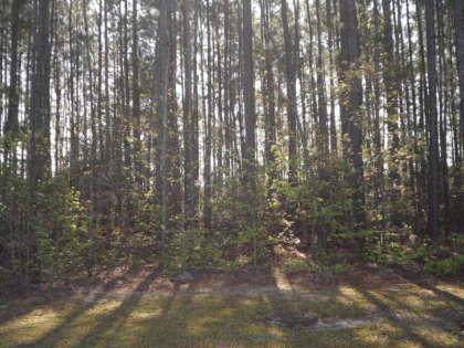 211 Summer Breeze Way - Photo 1