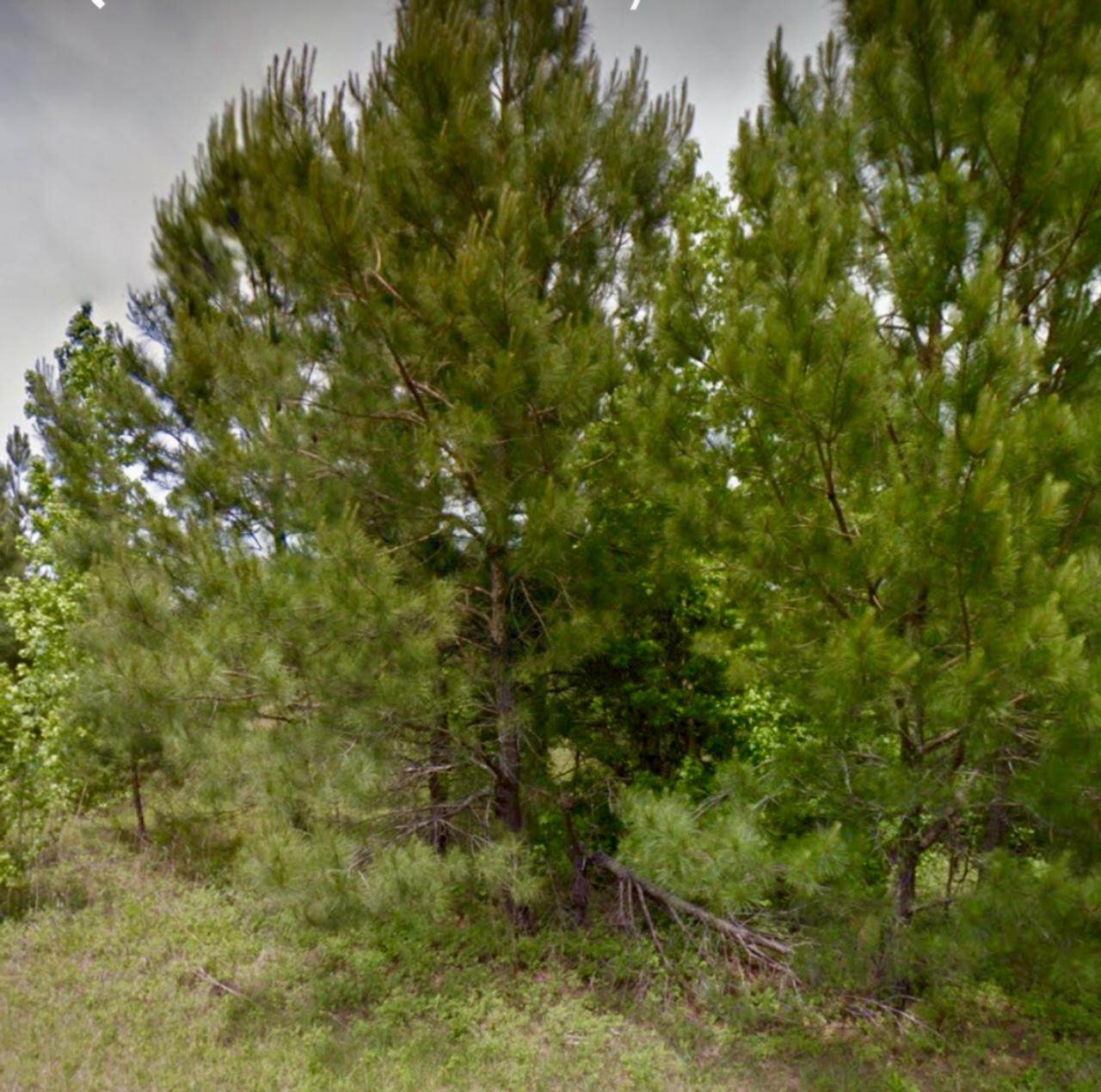 0 E W Daisy School Rd - Photo 1