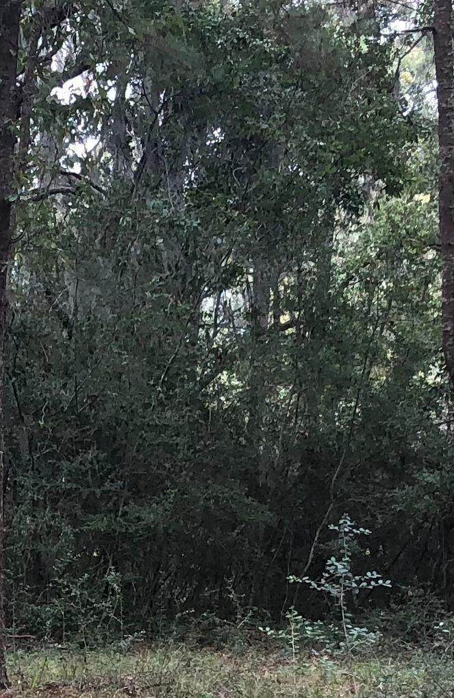 1047 Ben Road - Photo 1