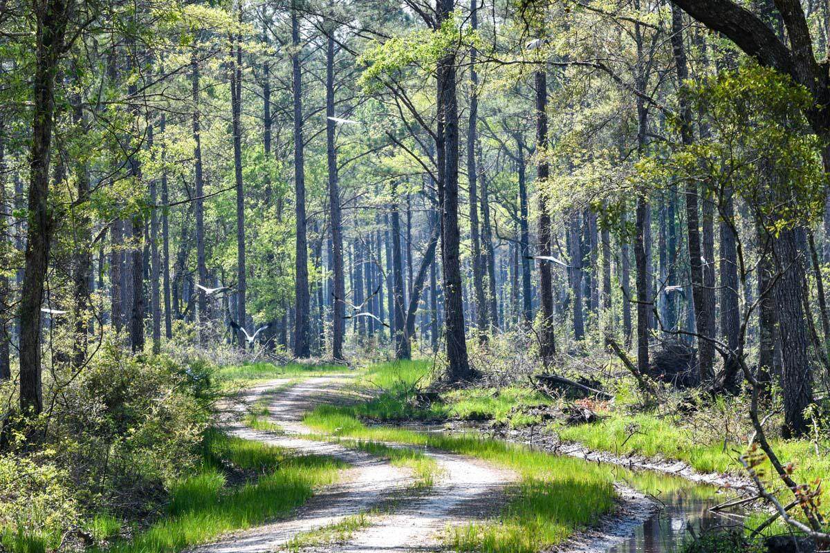 0 Salkehatchie Road - Photo 1