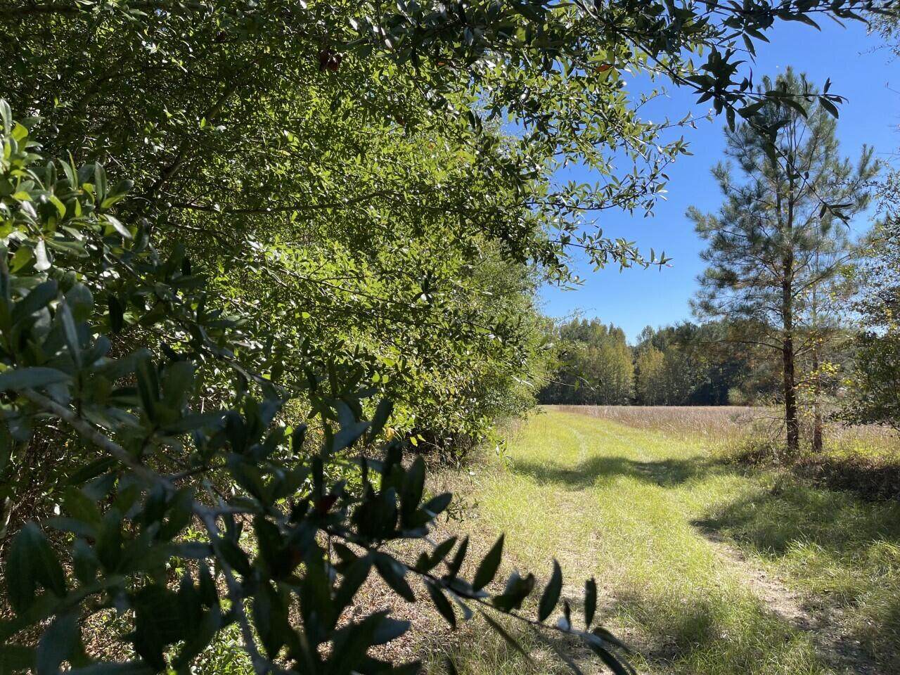 0 Carolina Highway - Photo 1