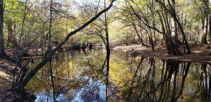 0 Sandy Pines Road - Photo 1