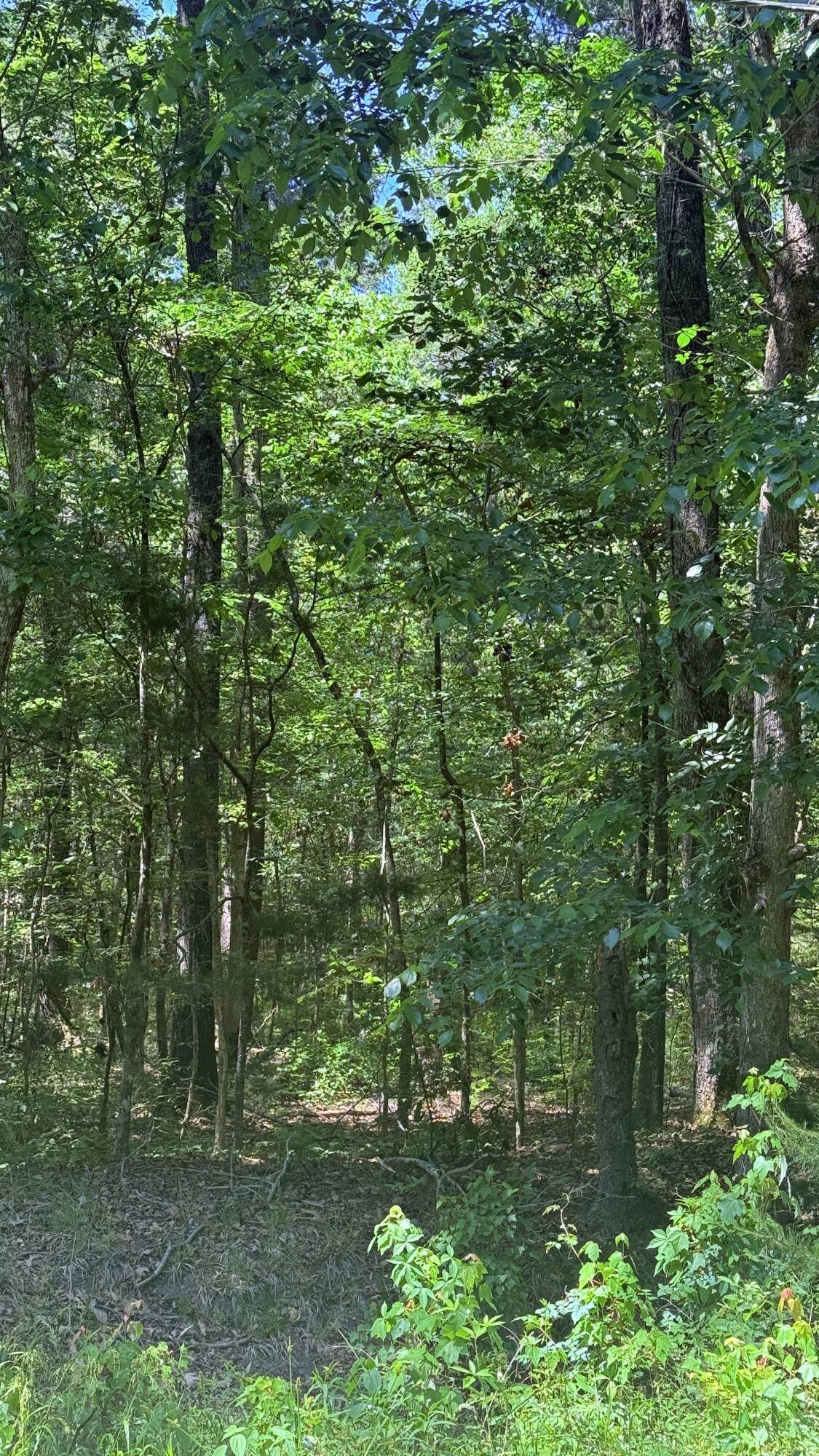 https://bt-photos.global.ssl.fastly.net/charleston/1280_boomver_1_26011801-2.jpg
