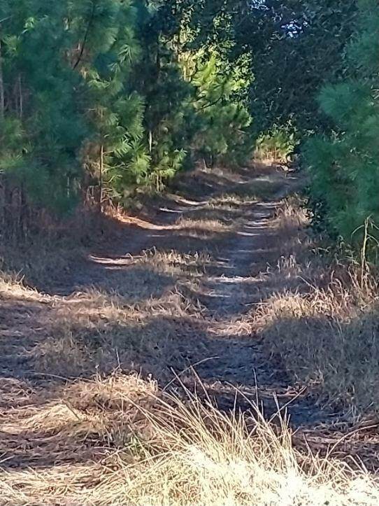 0 Highway 176 - Photo 1