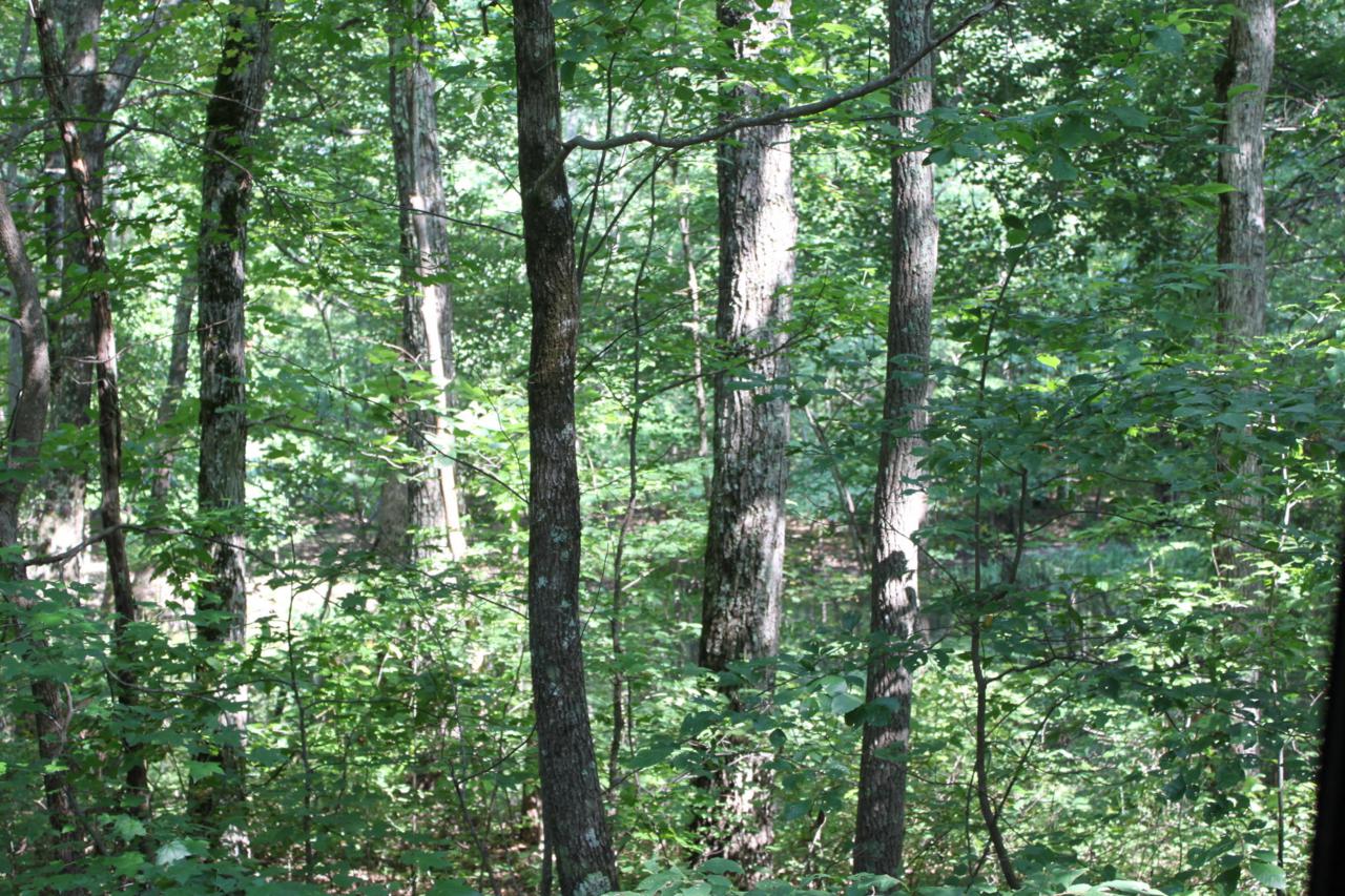128 Timberwood Trace - Photo 1