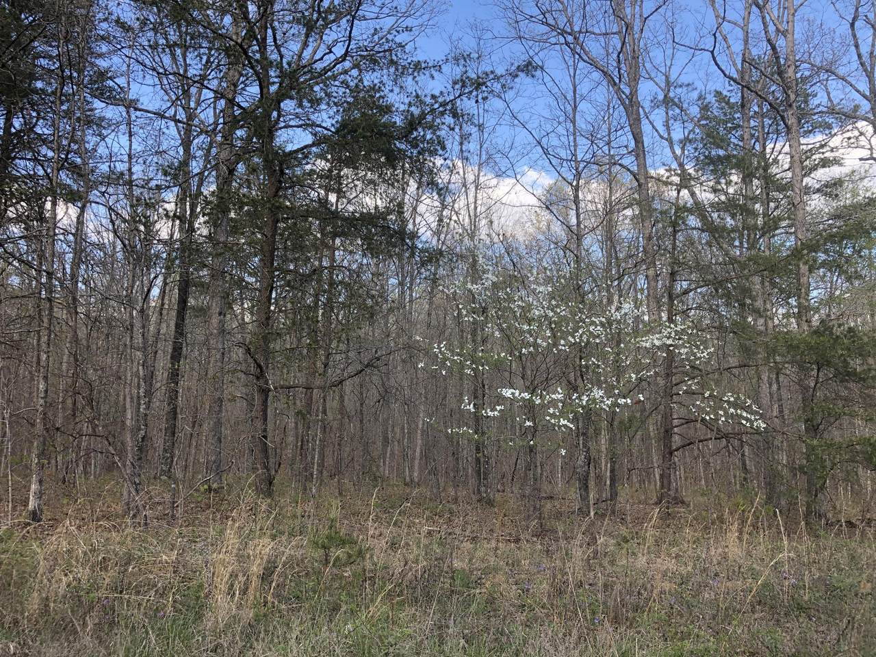 0 White Oak Swamp Rd - Photo 1