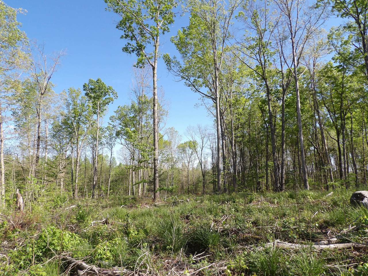 05 Cyrus Daniel Rd - Photo 1