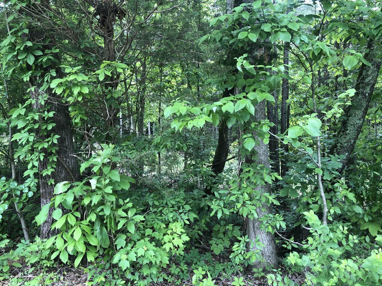 https://bt-photos.global.ssl.fastly.net/chattanooga/1280_boomver_1_1335819-2.jpg