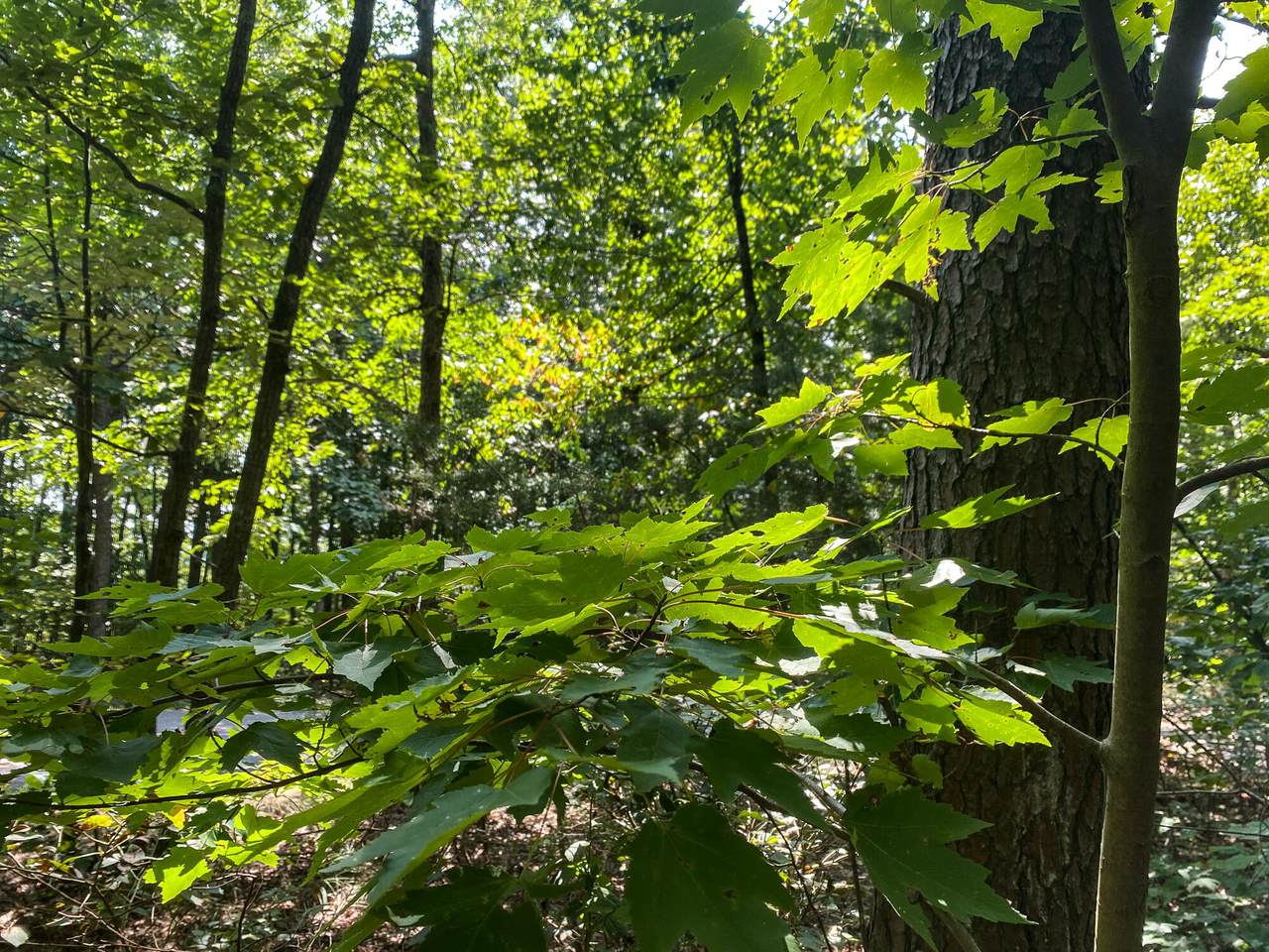 https://bt-photos.global.ssl.fastly.net/chattanooga/1280_boomver_1_1343067-2.jpg