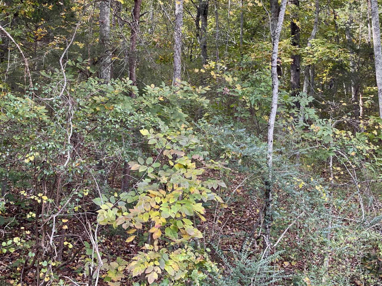 0 Forest Dr - Photo 1