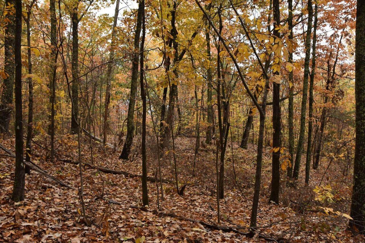 0 Selcer/Dog Trot Trl Rd - Photo 1