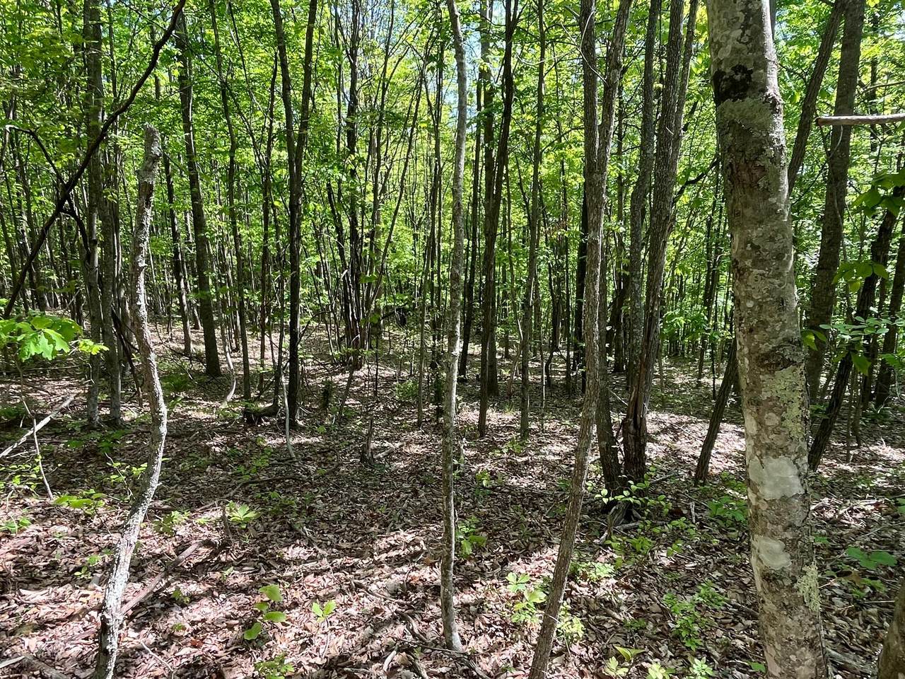 https://bt-photos.global.ssl.fastly.net/chattanooga/1280_boomver_1_1354690-2.jpg