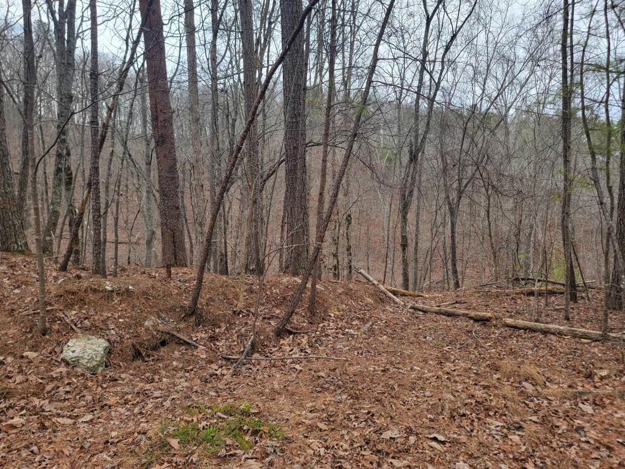 81 Grizzly Court - Photo 1