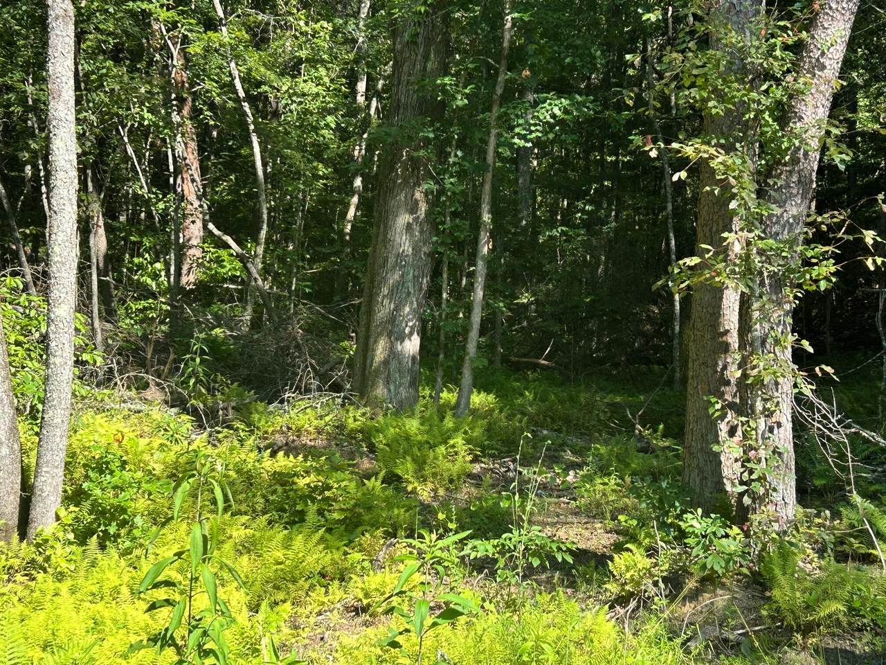 3970 Highway 68 - Photo 1